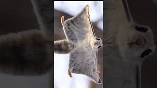 Download lagu Suara tupai terbang mp3