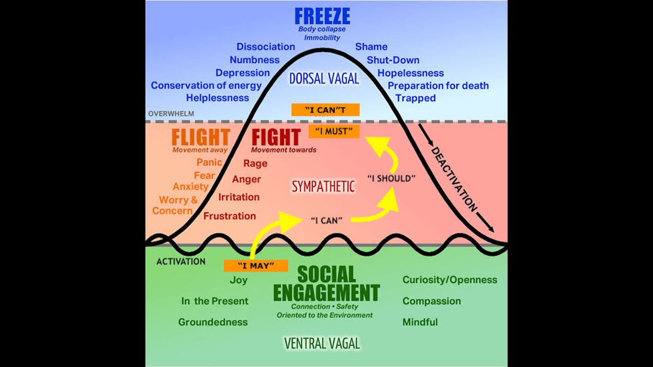 Emotion Regulation & the (Para)Sympathetic Nervous System