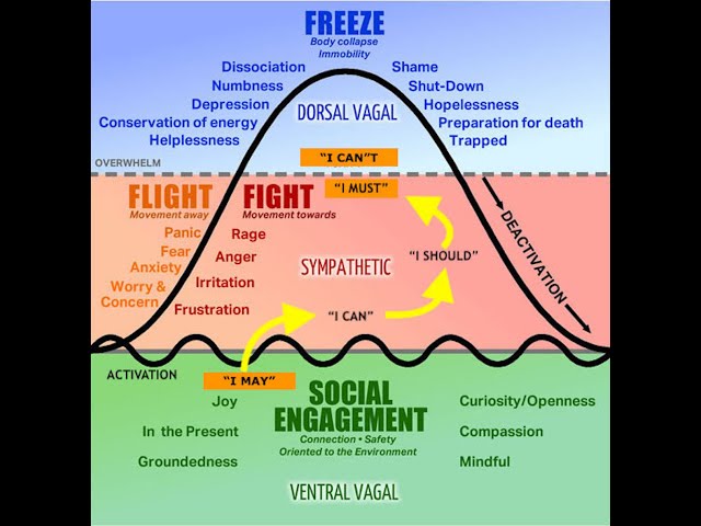 Emotion Regulation & the (Para)Sympathetic Nervous System
