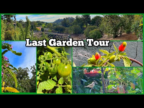 , title : 'Last Garden Tour Growing Winter Vegetables Collard Purple Kale Eggplant Peppers Container Gardening'