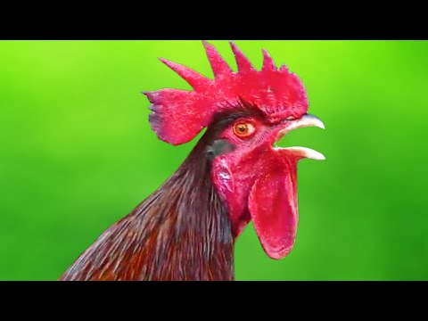 Rooster Crowing 2022 - rooster crowing sounds effect