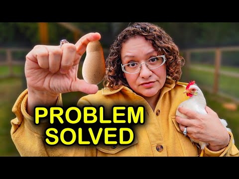 How to Stop Soft-shelled, Weak, & Weird Eggs for Good