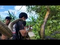 Part 2 NAHULI NA SOBRANG LAKI NG KING COBRA