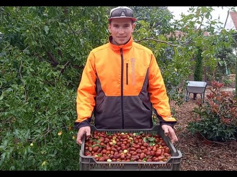 A jövő gyümölcsfája: miért hódít a kínai datolya ( ziziphus jujuba ) Magyarországon?