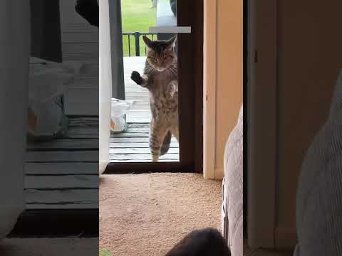 Cat videos 🥰 #animals 🥰 # Episode 3813