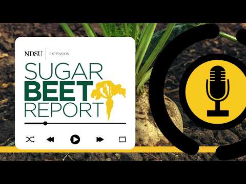 Sugarbeet Root Maggot Update - Sugarbeet Report