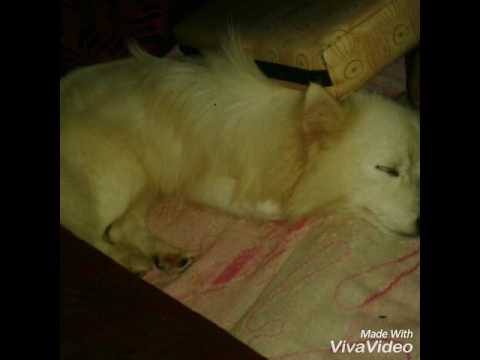 Anappara Anandhu DOG