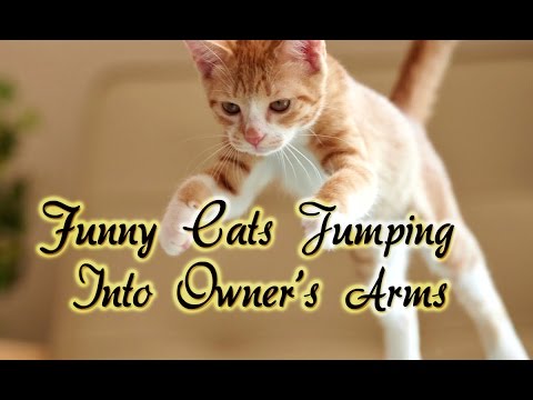 Funny Cats Jumping Into Owner's Arms Compilation    NEW HD react by funny video universe