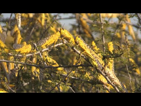 Locusts the latest curse of East Africa weather extremes | AFP