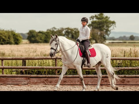 Pivo | Official FEI Training Technology Partner