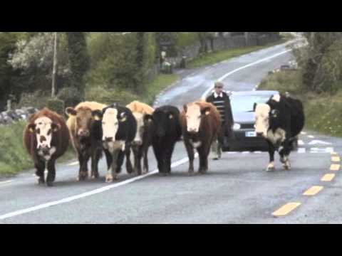 Cork's 96FM - Man Hits Cow