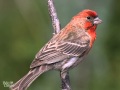 Red House Finch Song - bird  Singing