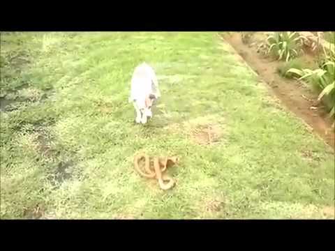 Jack Russell Terrier Kills Cape Cobra Snake