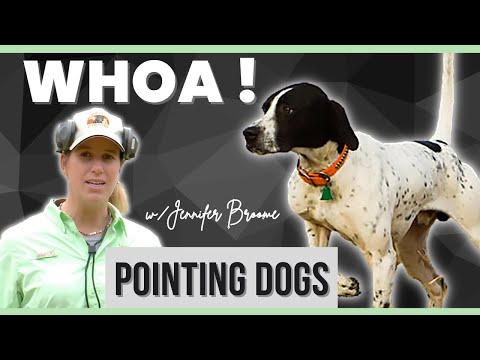 Master the Whoa Command: Transform Your Dog's Obedience Skills!