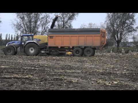 Maize Harvest 2013