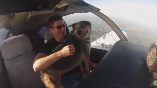 Dog Flies Across the Country To Reunite with Air Force Owner Home from Overseas