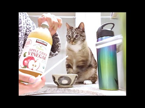 HOW TO ADD ORGANIC APPLE CIDER VINEGAR INTO CAT FOOD — HOLISTIC HEALTHCARE FOR CATS SEE NOTES W/INFO