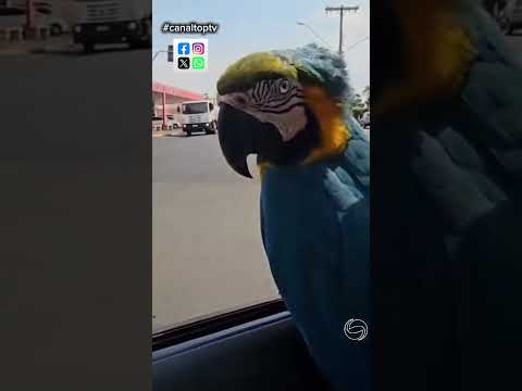 Arara vira mascote dos moradores de Rubinéia interior de São Paulo