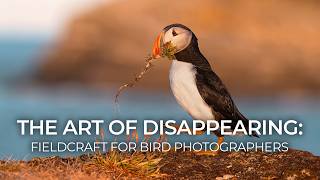 The Art of Disappearing: Fieldcraft for Bird Photographers