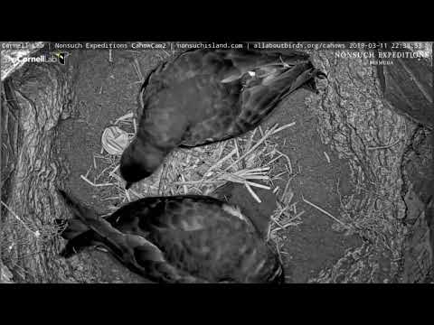 Female Cahow meets her 2-day old chick for the first time 3/11/19