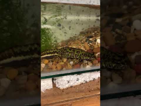 marbled newt (Triturus marmoratus)