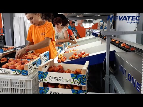 Novatec S.A. - Sorting & Packing Line for Flat Peaches & Nectarines