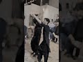 dil dilbara borta balochi trendin new boy dance #viral #shortvideo #ytshorts#girl #dance