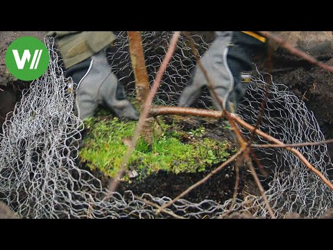 The garden in February - planting and pruning woody plants