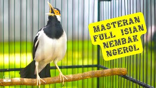 Download lagu Jalak Suren Gacor Full Isian Bagus Untuk Burung Ocehan Masteran Murai Batu, Kacer Atau Cucak Ijo mp3 Download lagu Jalak Suren Gacor Full Isian Bagus Untuk Burung Ocehan Masteran Murai Batu, Kacer Atau Cucak Ijo mp3