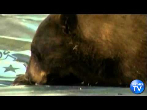 Tranquilized Black Bear Falls Out of a Tree on Colorado University Campus