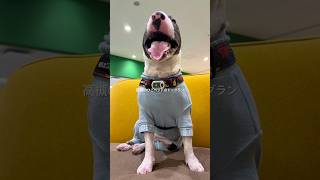 2026.3.29高槻ひごペット#ブルテリア#bullterrier#犬#犬との暮らし#愛犬#dog#可愛い#わんこ#お散歩#family#パピー #仔犬