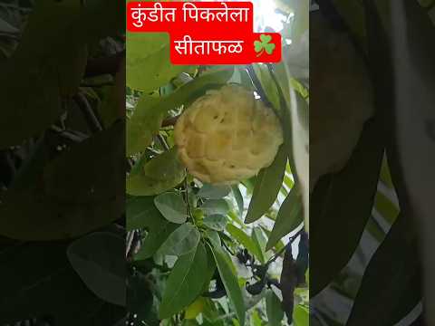 custardapple #plants #plantation