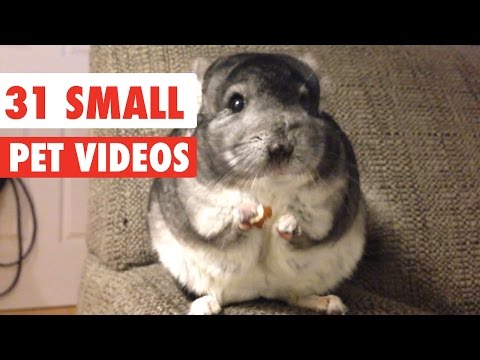 A Video Compilation of Small Pets