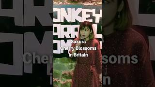 Cherry Blossoms in Britain | Stand-up Comedy | Yuriko Kotani #comedyshorts #joke #japanese (2023)
