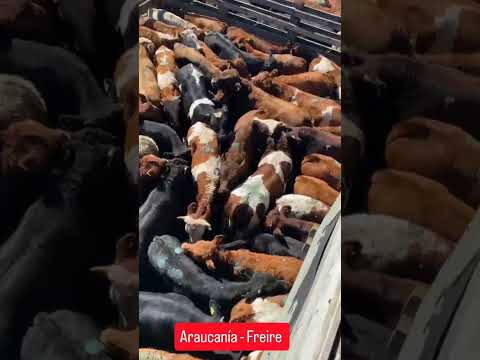 Ferias Araucanía - Freire Informe desde Corrales 26/03/2026 