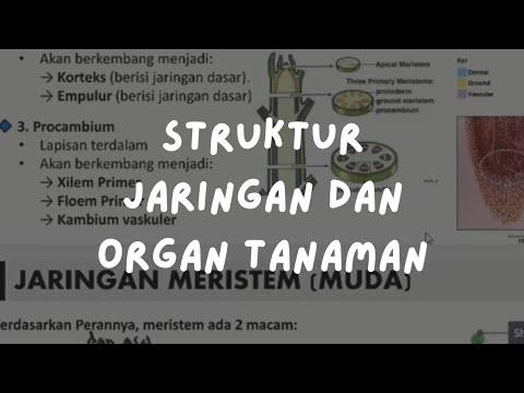 Kelas Inkubasi 020: Biologi - Struktur Jaringan dan Organ Tanaman