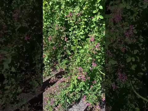 四季折々の低木、あなたにぴったりなのはどれ？成長が早く、一年中開花するもの！  庭園