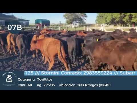 Lote Novillitos-Tres Arroyos Bs As