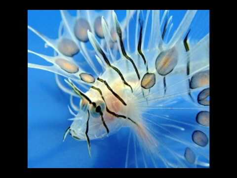 evolution essay question evolution essay question