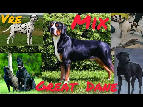 Top12 Amazingly cross breds Great Dane #13 ( St Bernard, Am.Bulldog, Newfoundland, Irish Wolfhound)