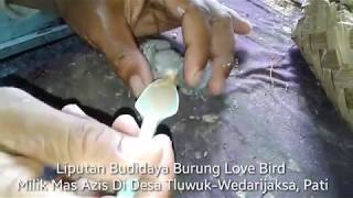 Download lagu Cara Beternak Burung Lovebird Untuk Pemula, Mudah dan Prospek Cerah mp3