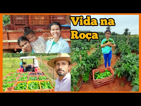Agricultura familiar, produção e sustentabilidade, como é viver na roça .