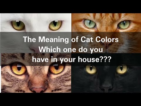 The Meaning of Cat Colors| Which one do you have in your house???