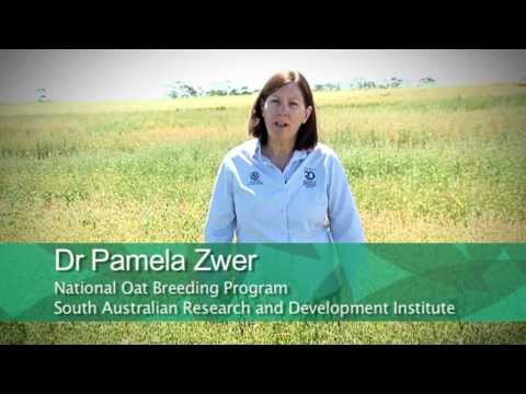 download lagu mp3 mp4 Oat Varieties Australia, download lagu Oat Varieties Australia gratis, unduh video klip Oat Varieties Australia