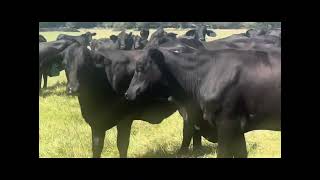 Fall calving Brangus Heifers AIed to Brangus Bull to have Heifer Calves