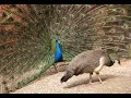 The Peacock Follows The Hen