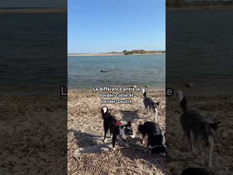 Le border-loutre cousin proche du border-collie