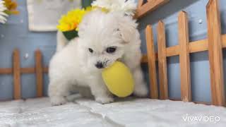 マルチーズの動画01