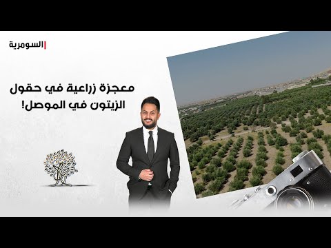 فيديو | معجزة زراعية في حقول الزيتون في الموصل