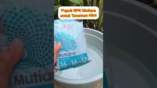 Download lagu Pupuk NPK Mutiara untuk Tanaman Hias mp3
